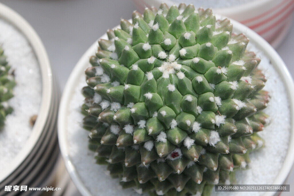 球形仙人掌特写