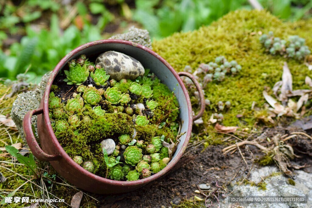 陶盆中的迷你多肉绿植