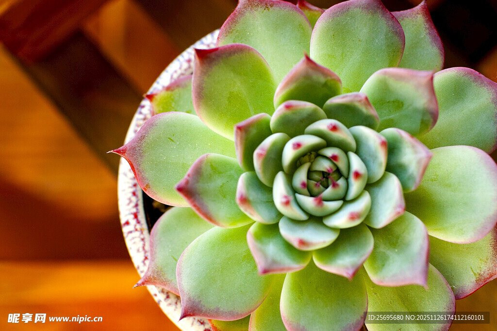 精致多肉植物特写