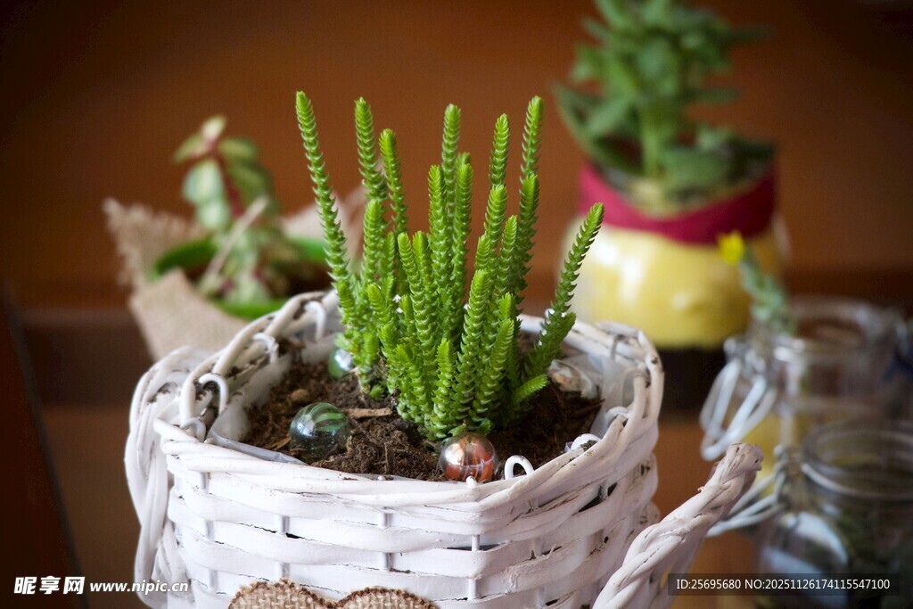 编织篮中的嫩绿小植物