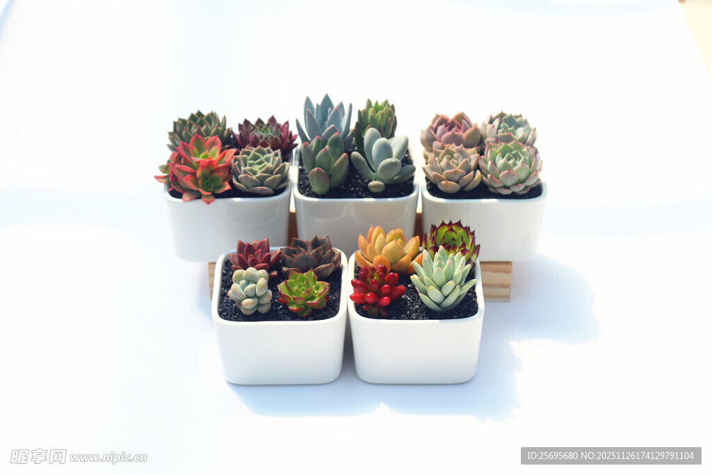 多彩多肉植物盆栽组合
