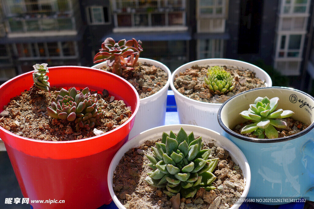 多彩盆栽中的可爱多肉