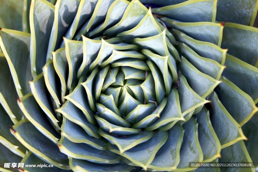 螺旋形多肉植物特写