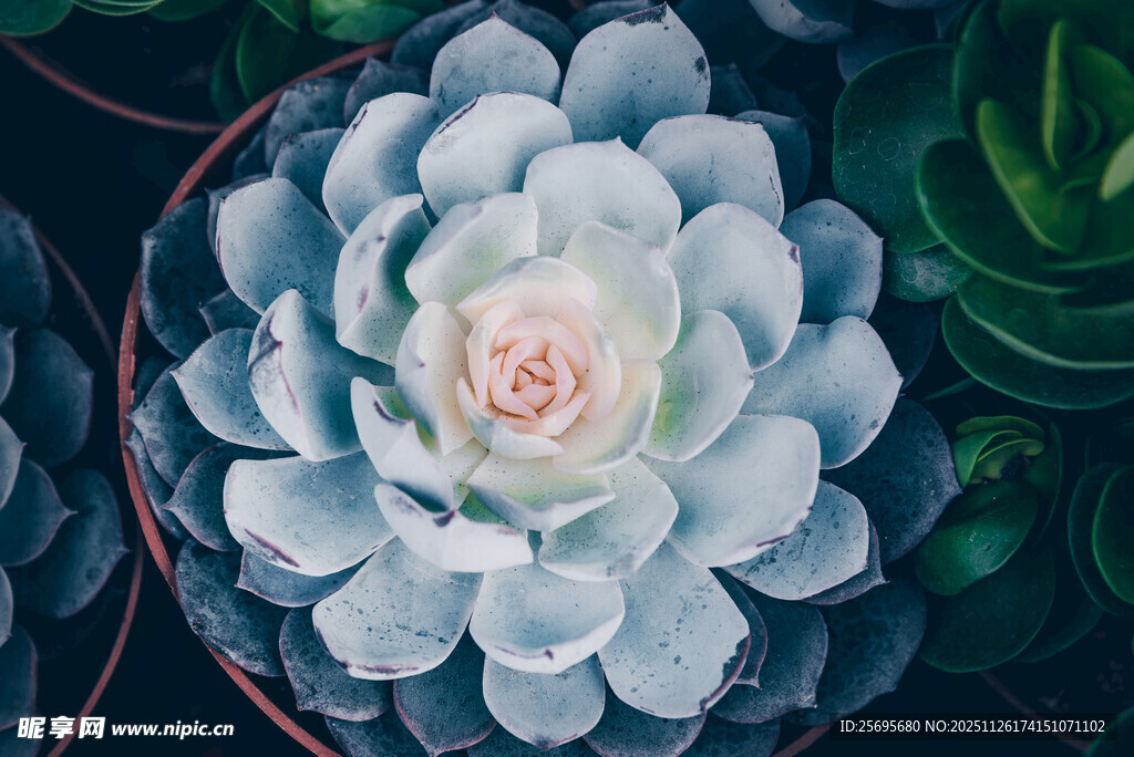 蓝白多肉植物特写