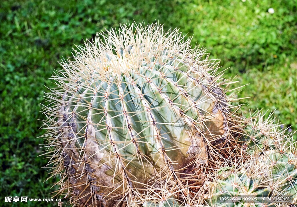 带刺的仙人掌特写