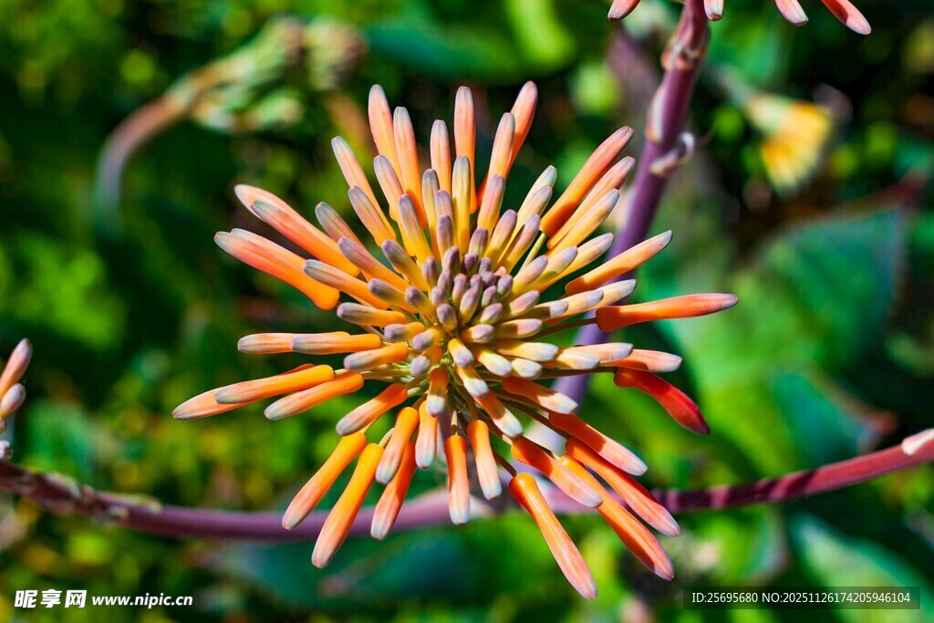 橙黄色花朵特写