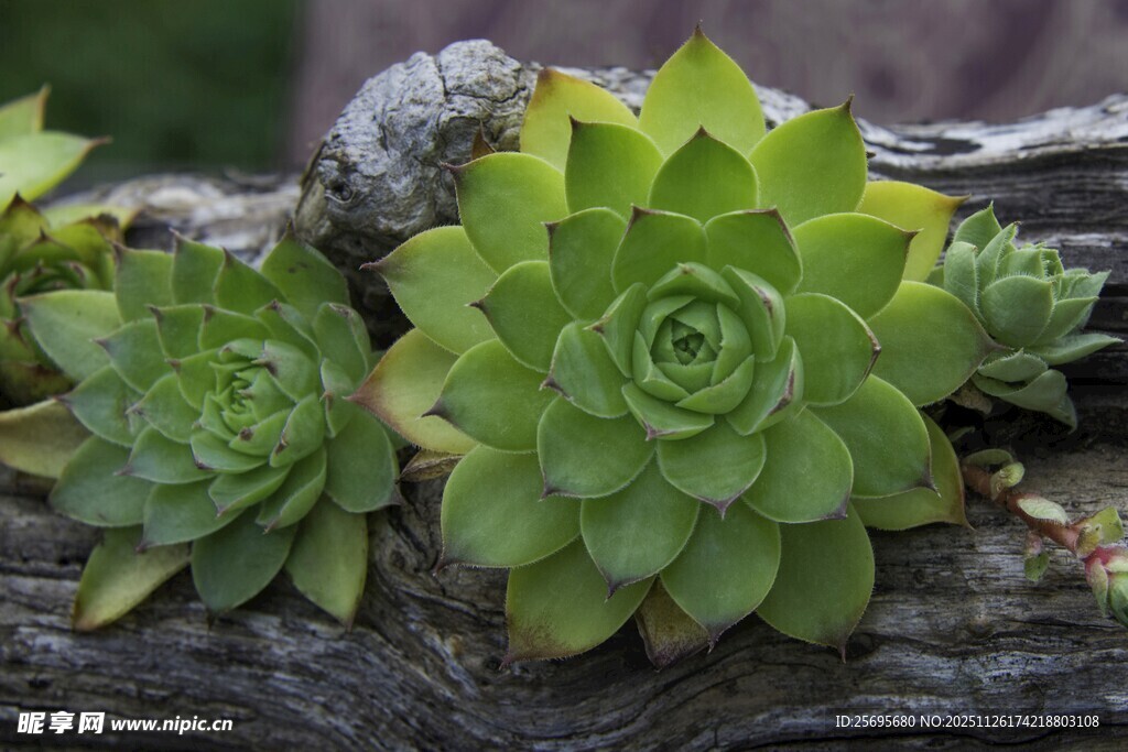 翠绿多肉植物附于枯木
