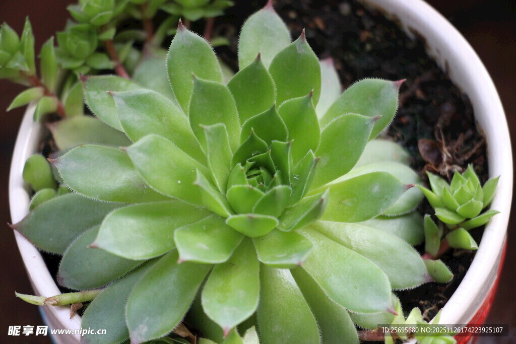 盆栽绿色多肉植物特写