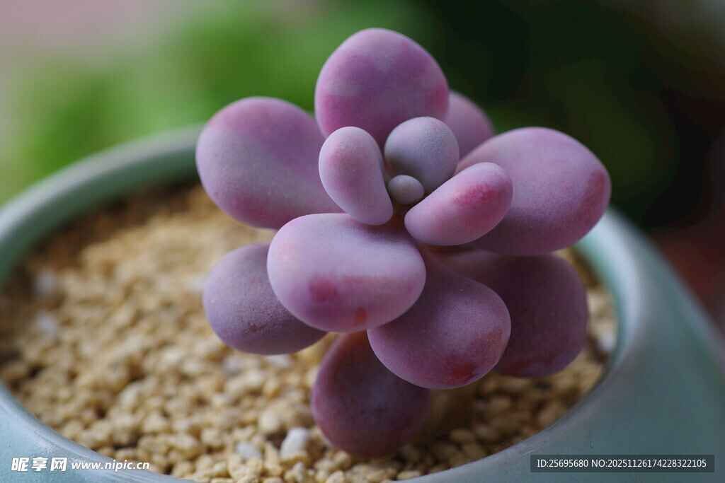 紫色多肉植物盆栽