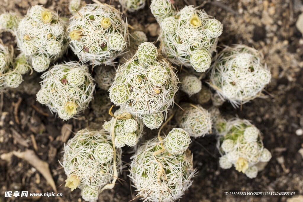 白色菌类植物特写
