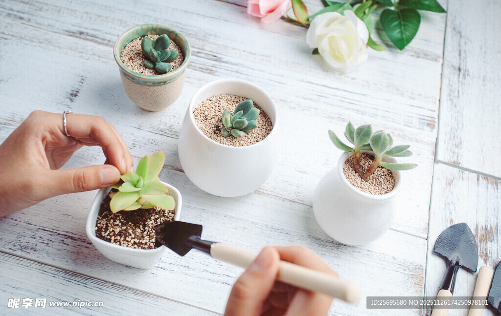 手植多肉盆栽的温馨瞬间