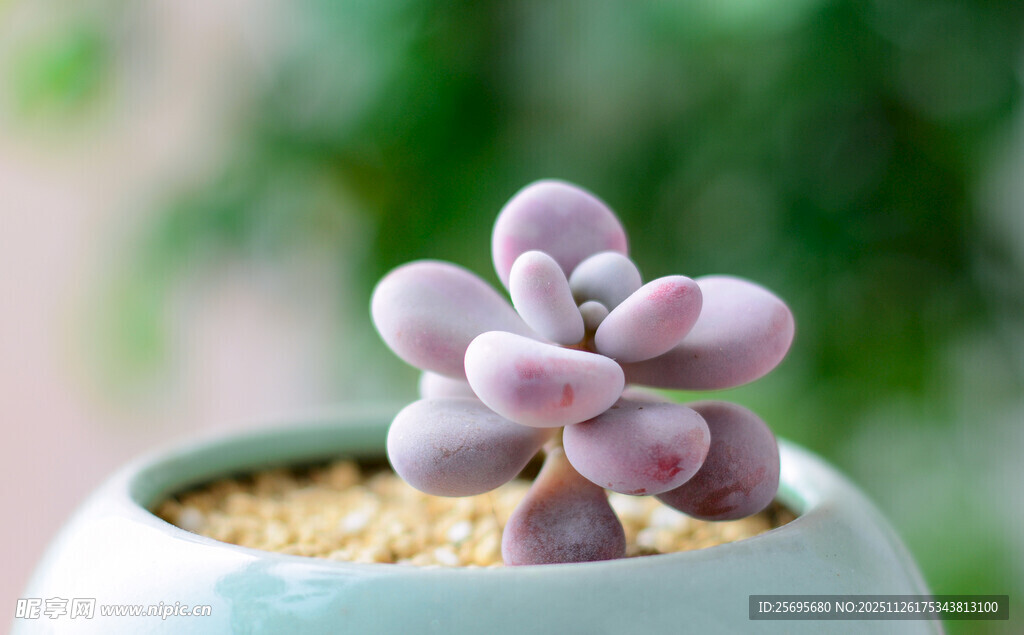 精致粉紫色多肉盆栽