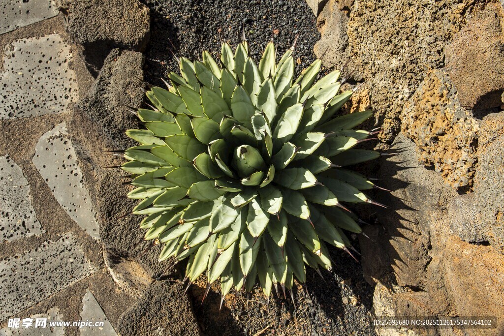 石缝中的翠绿芦荟