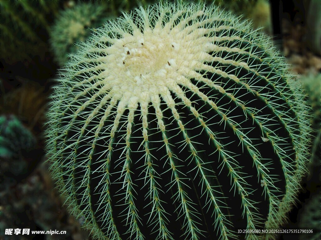 球形仙人掌特写