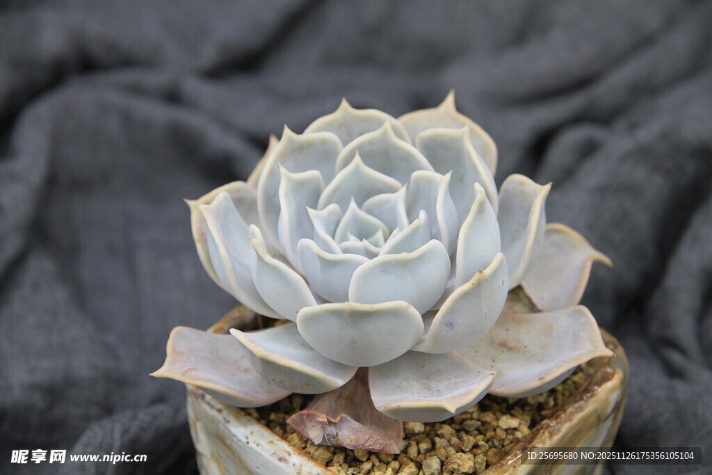 精致白牡丹多肉盆栽