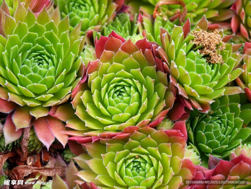 多彩多肉植物特写