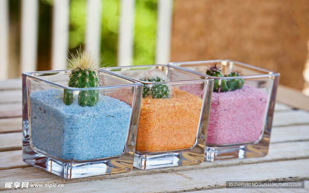 透明容器中的多彩仙人掌