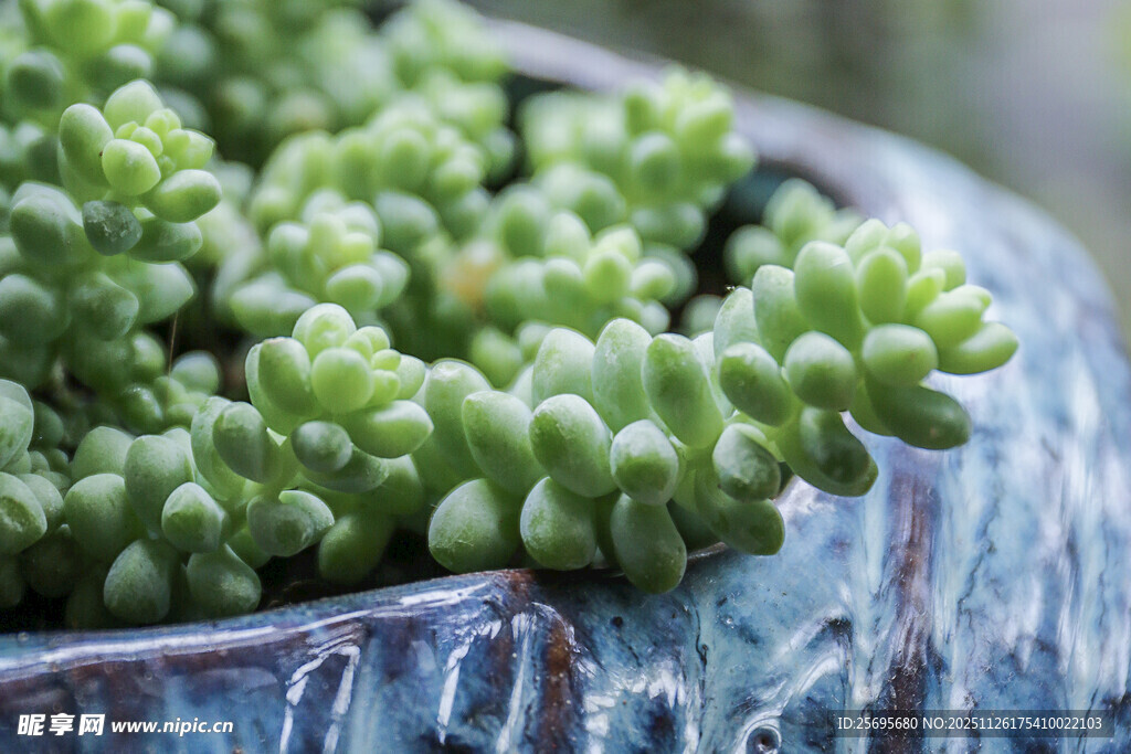 蓝盆中的嫩绿多肉植物