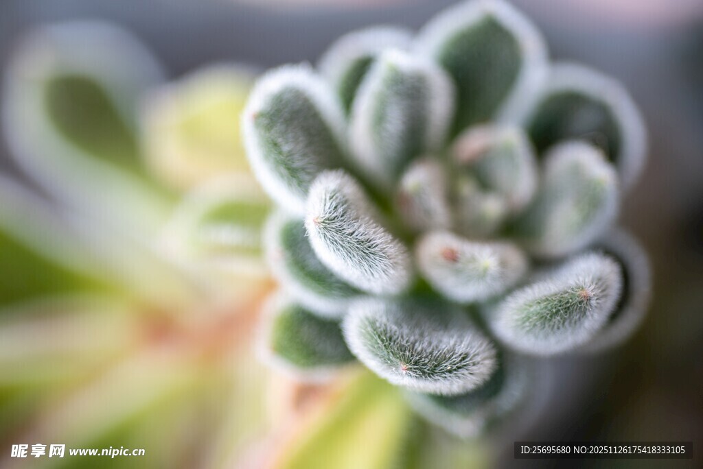 绒毛多肉植物特写