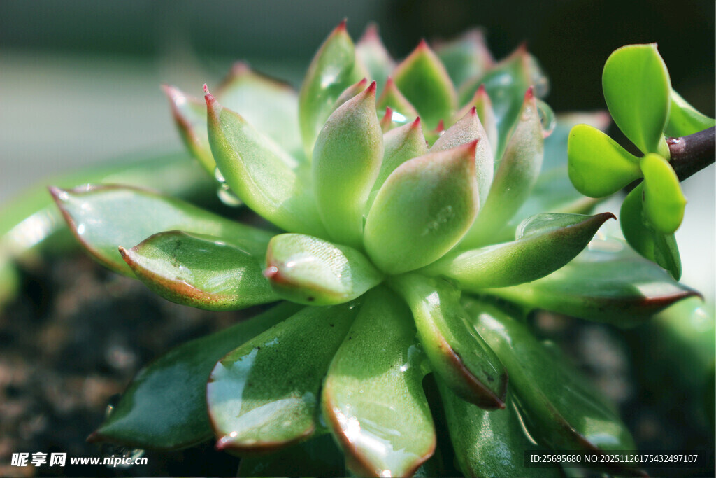 翠绿多肉植物特写