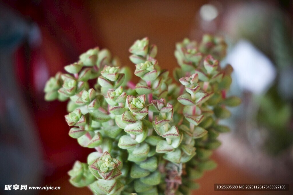 翠绿多肉植物特写
