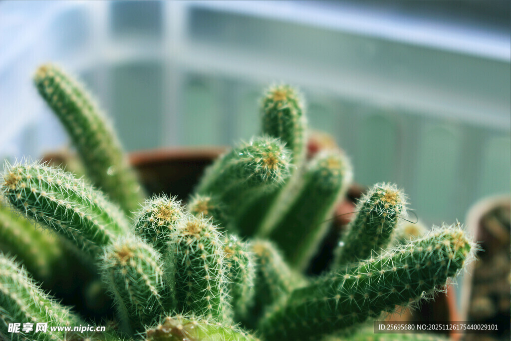 可爱小仙人掌盆栽