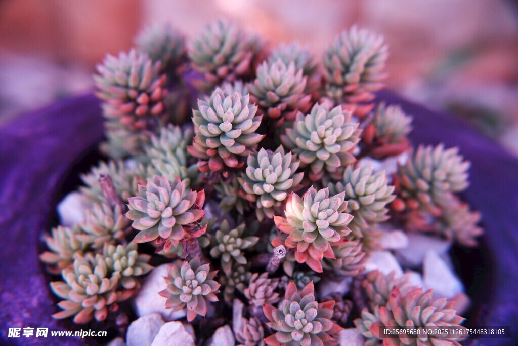 可爱多肉植物盆栽