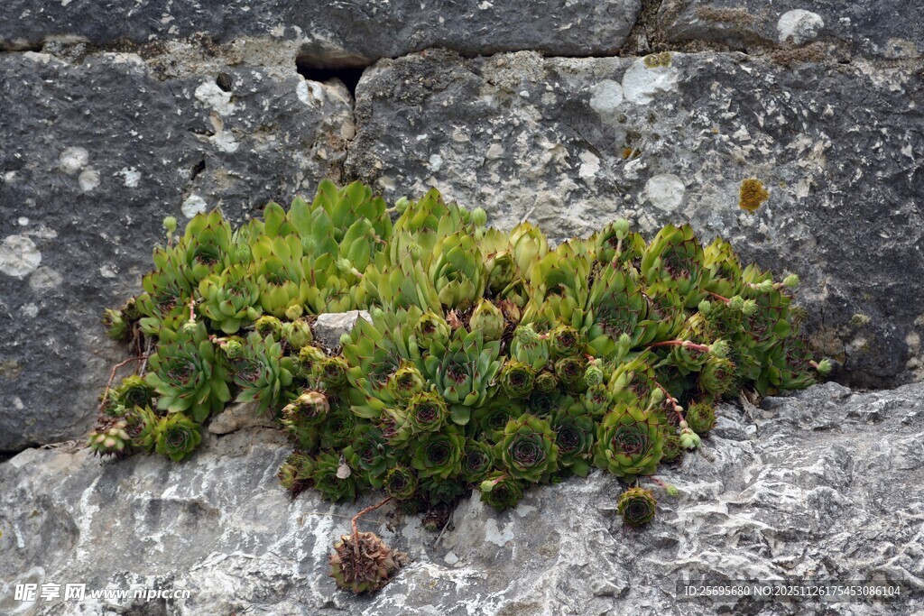 岩石上的绿色苔藓植物