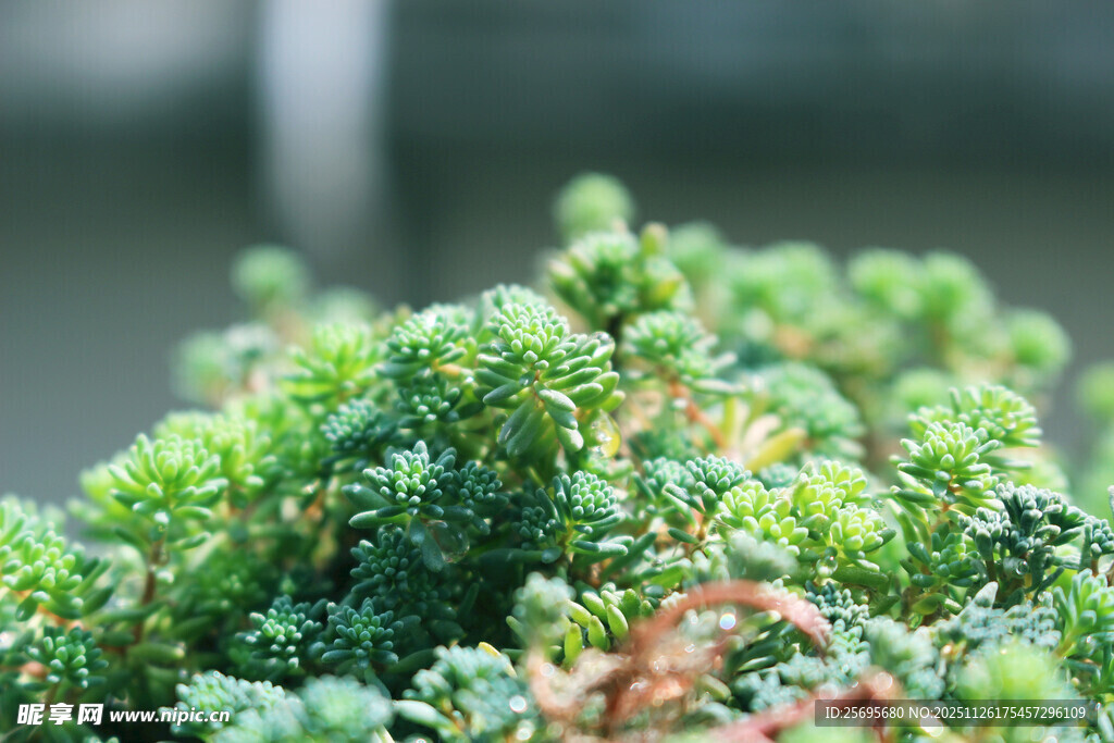 翠绿茂盛的多肉植物特写