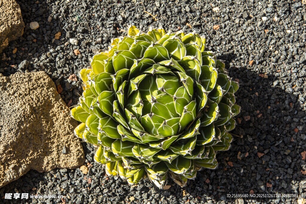 翠绿多肉植物特写