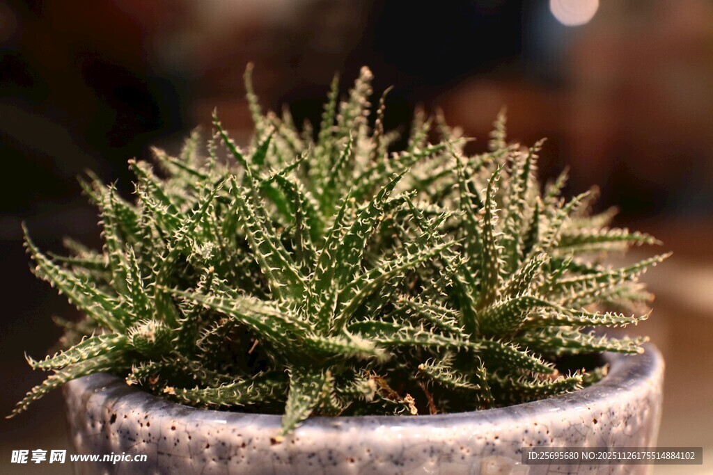 精致盆栽中的翠绿多肉植物
