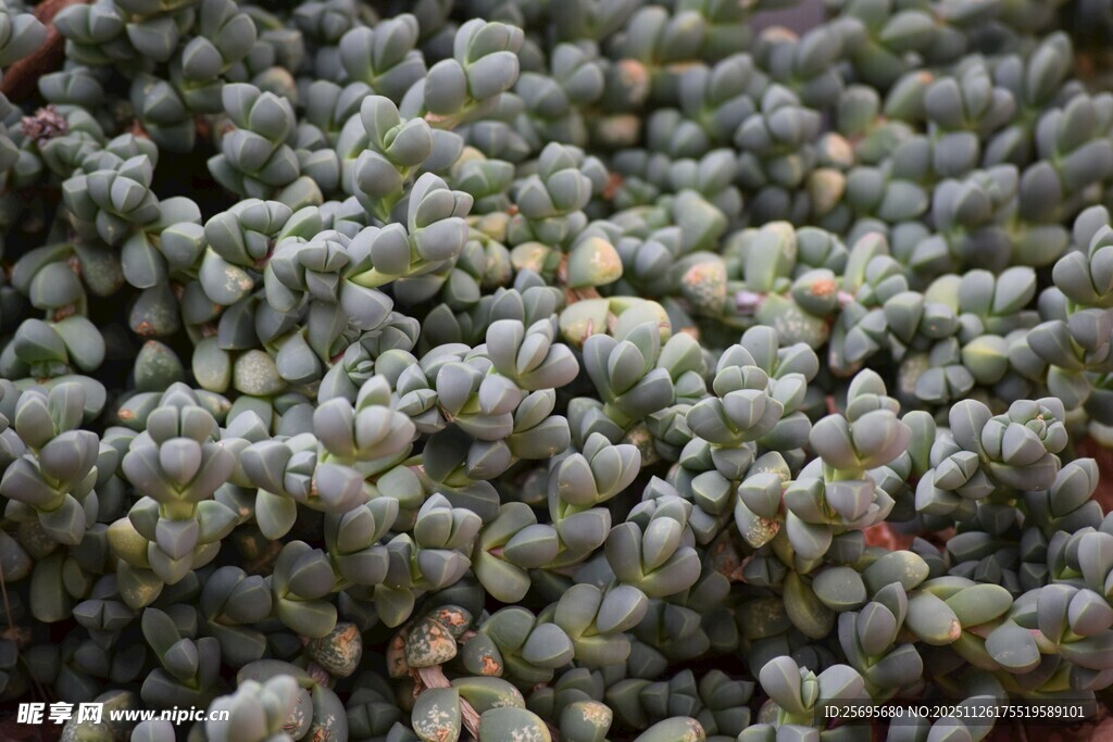 密集排列的灰绿色多肉植物