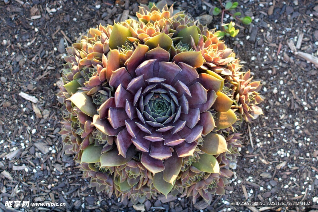 多彩多肉植物特写