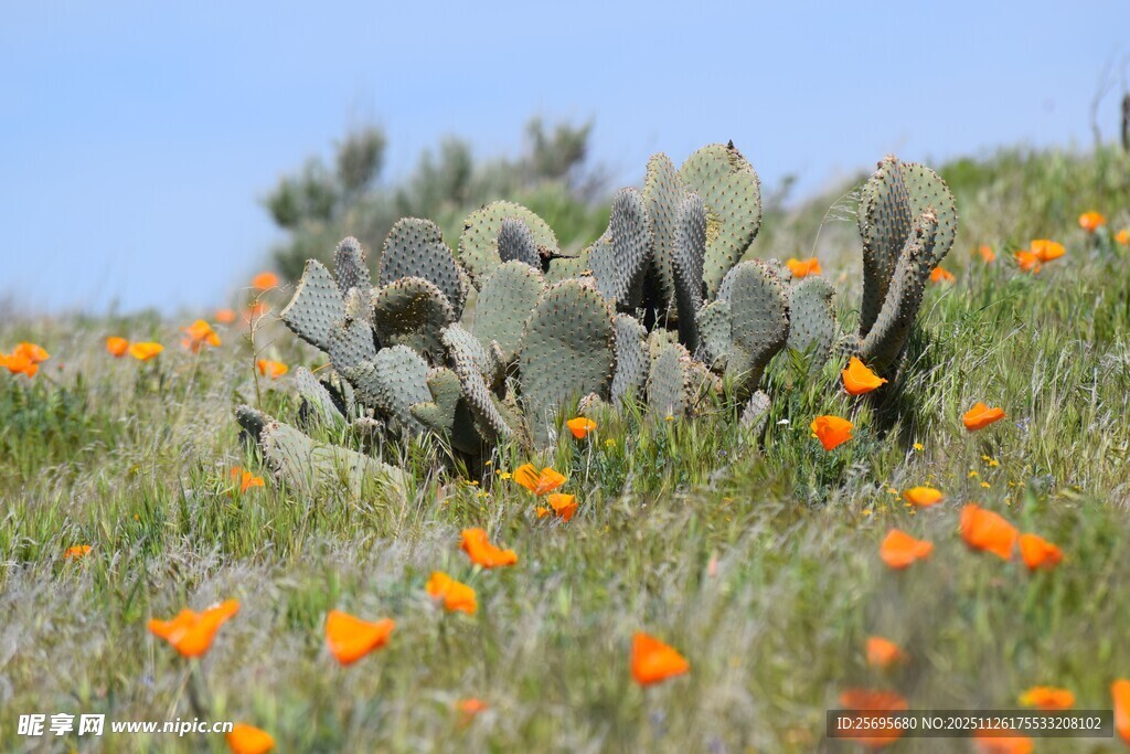 山坡上的仙人掌与橙色小花