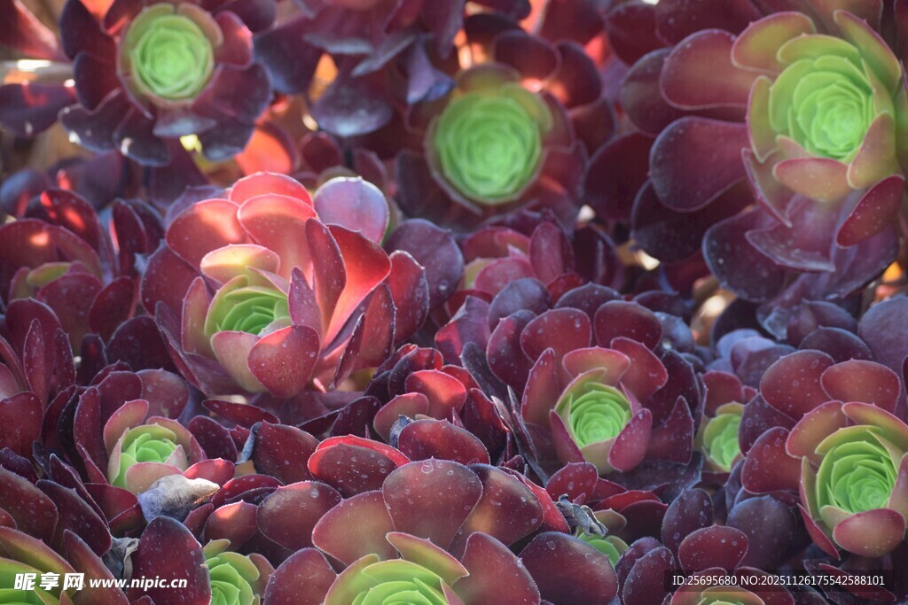多彩莲花掌多肉植物特写