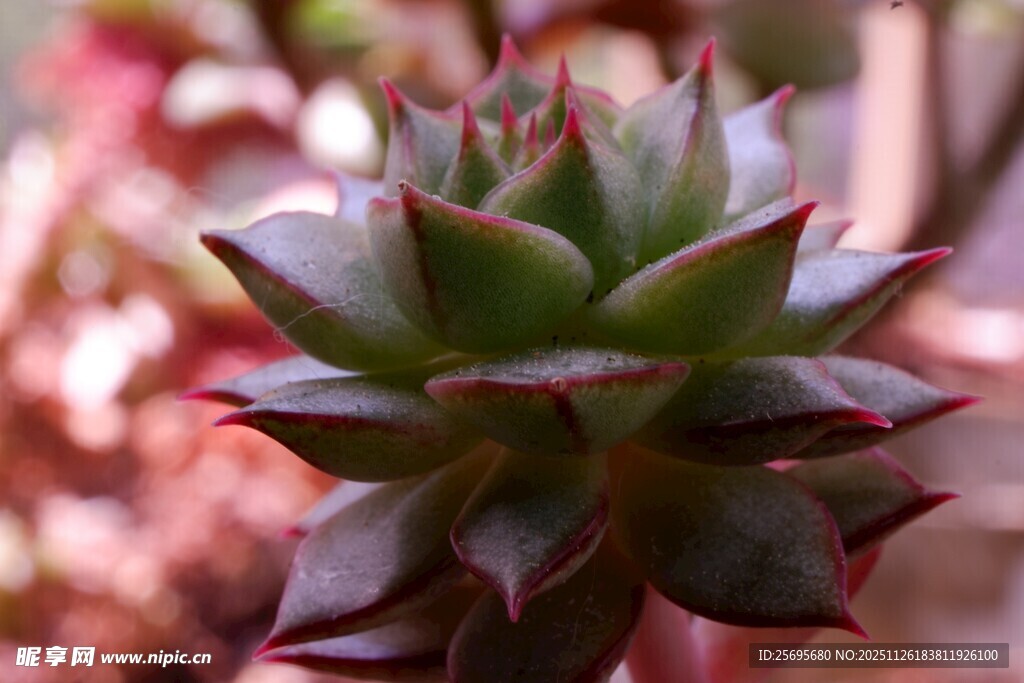 娇艳多肉植物特写