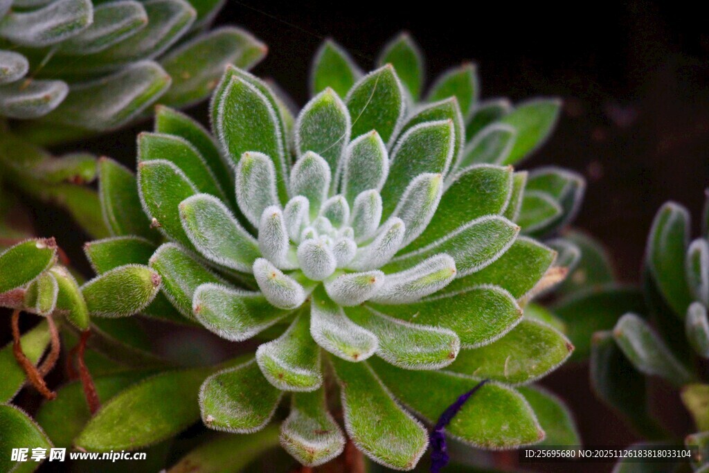 清新多肉植物特写