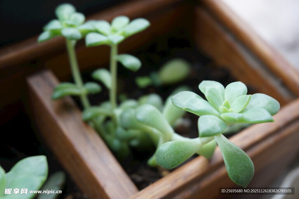 木盒中的嫩绿多肉植物