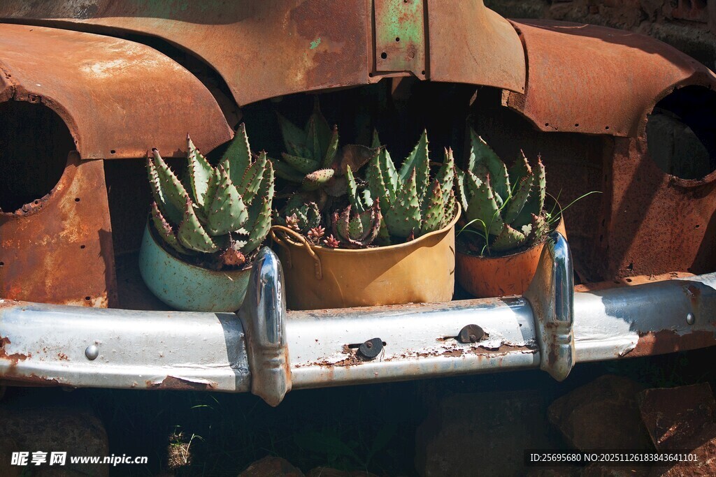 旧车改造的多肉植物景观