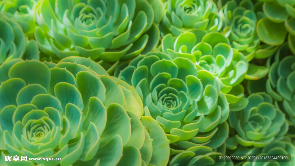 翠绿多肉植物密集生长