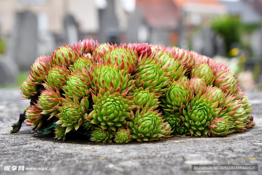 多彩多肉植物特写