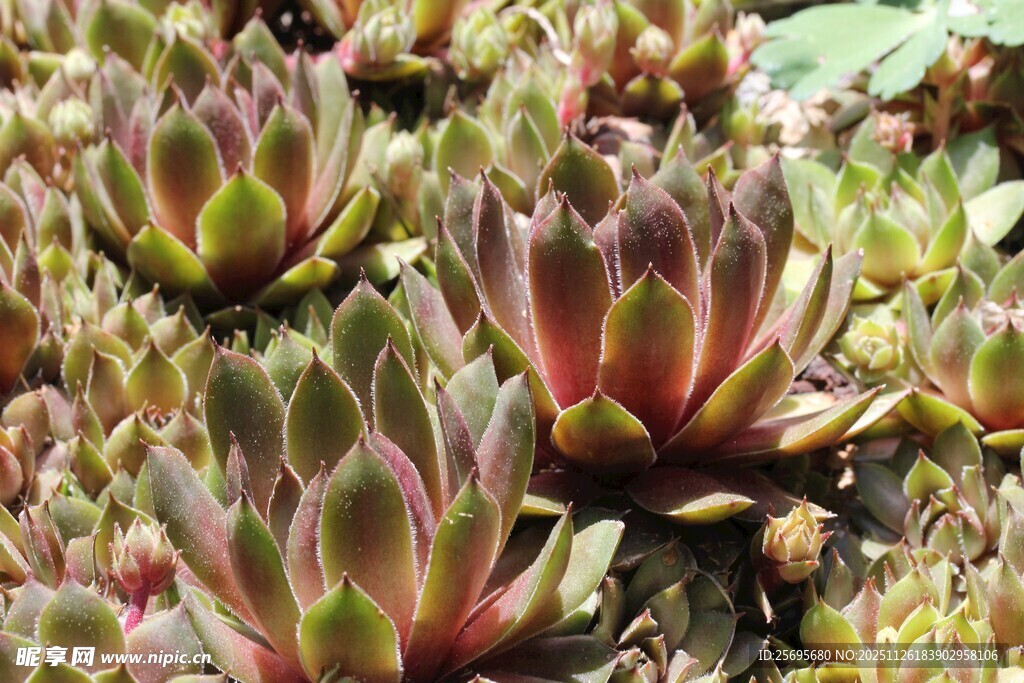 多彩多肉植物特写