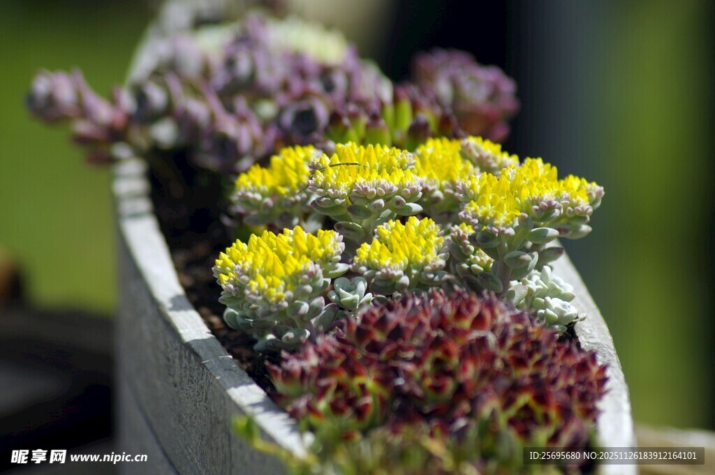 多彩盆栽花卉特写