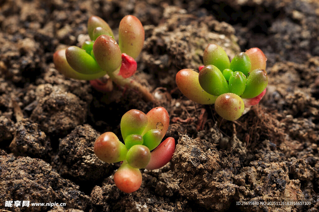 新生多肉植物破土而出