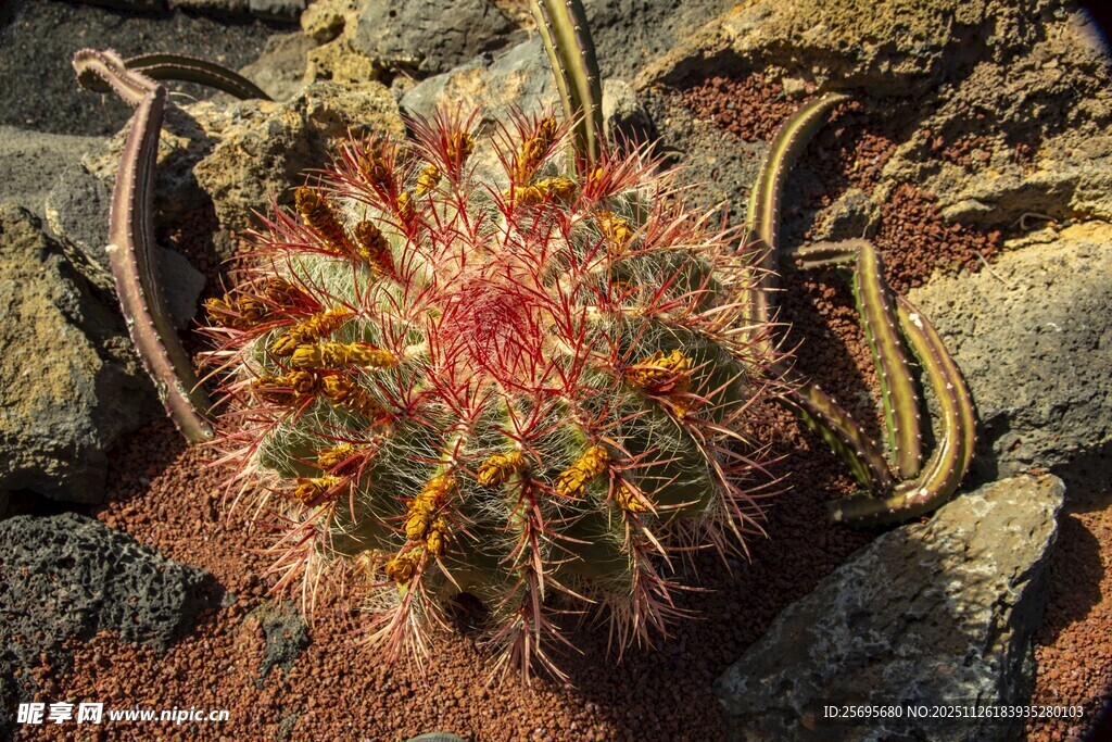 绚丽多姿的仙人球植物