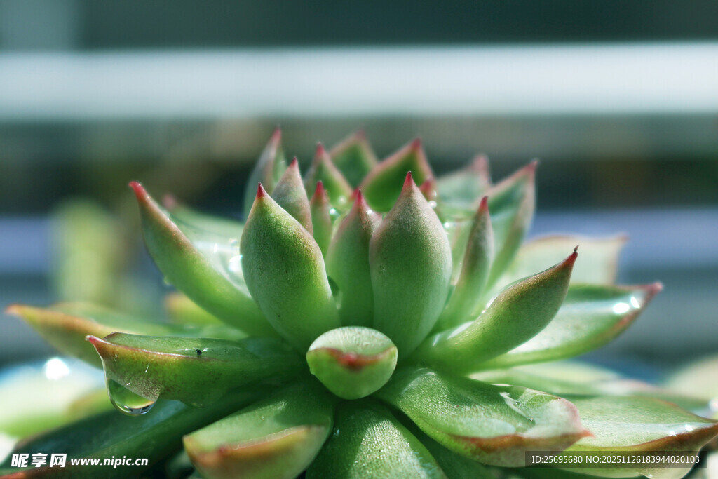 可爱多汁的单株多肉植物