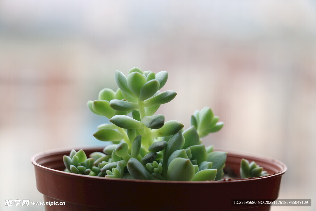 小巧多肉植物盆栽