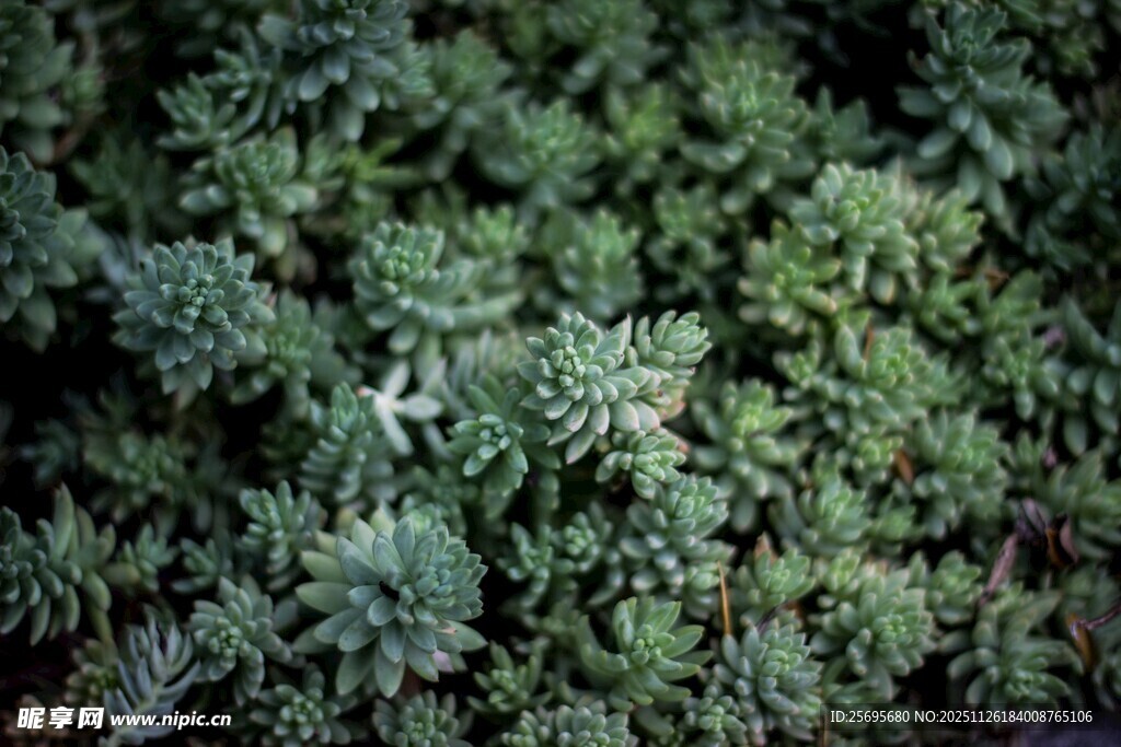 翠绿多肉植物特写