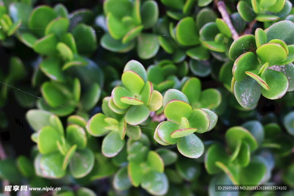 翠绿多肉植物叶片特写