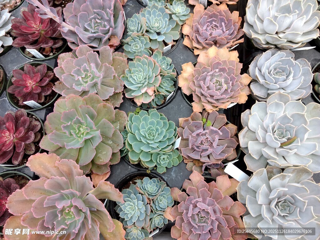 多彩多肉植物大集合